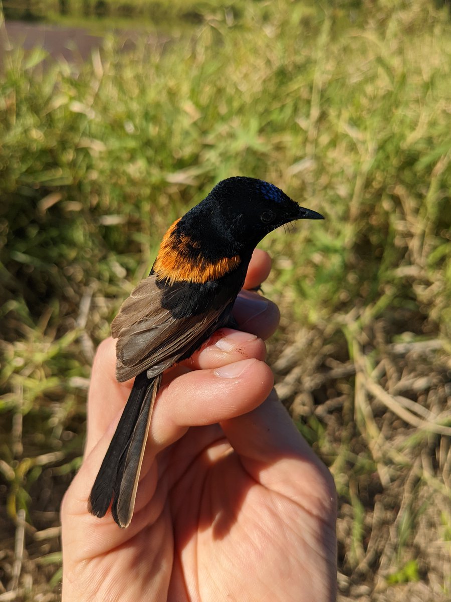 Jordan Boersma tweet media