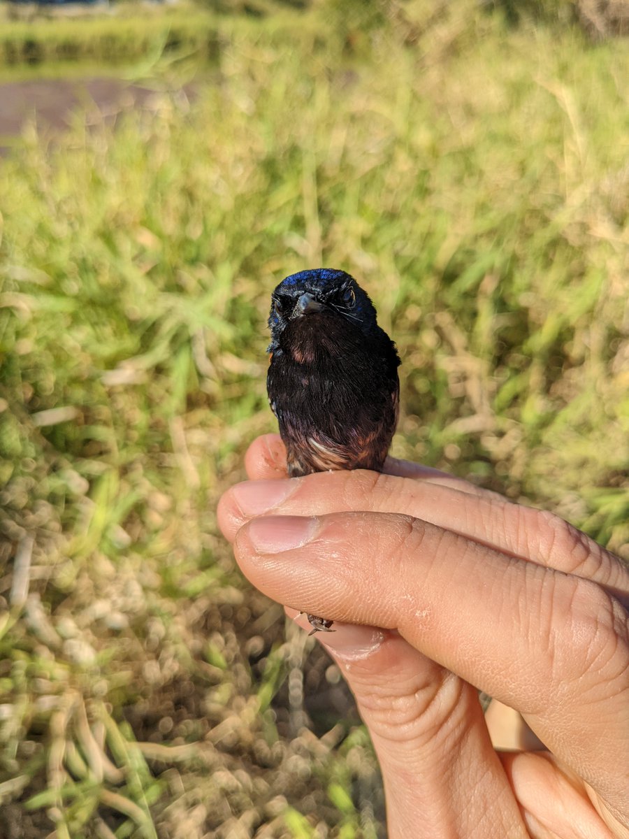 Jordan Boersma tweet media