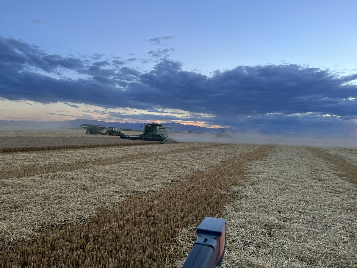 Steven8345r's tweet photo. 2022 Barley https://t.co/C7FFODXovv