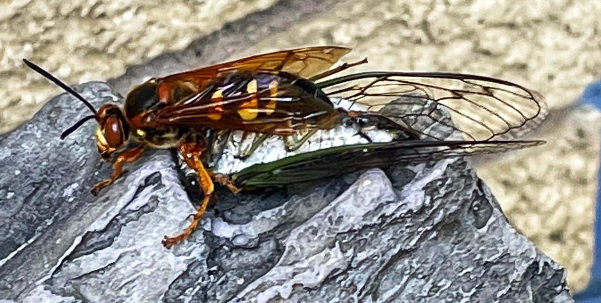 parnoldontario's tweet photo. Cicada Killer Wasp #wasp #cicada https://t.co/E3KFNHfzWn