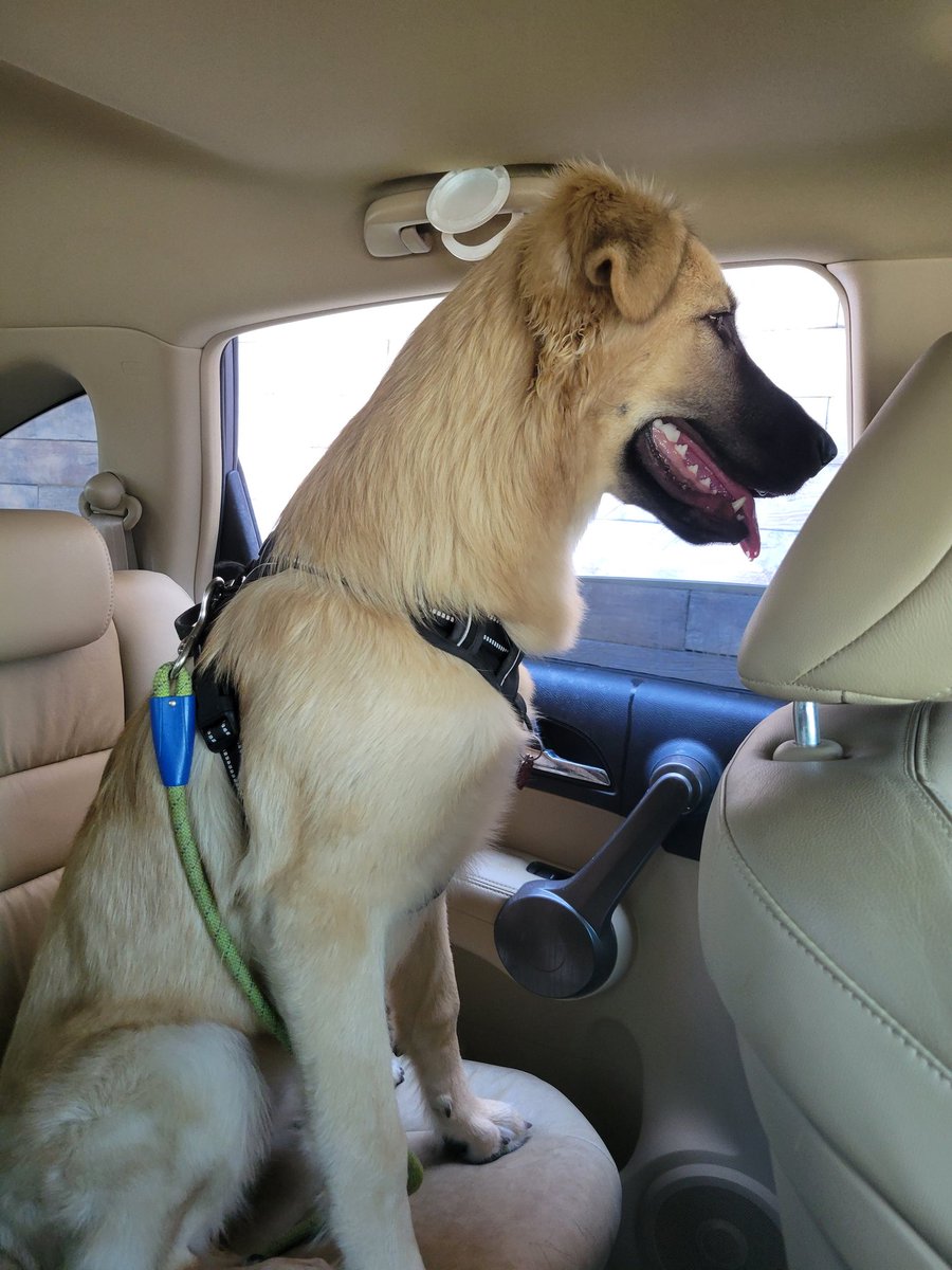 merlin_milk's tweet photo. I'm going to say it now. I'm going to shoot for Season 40 for Top 3 Streamer side. In the mean time, enjoy the content as it comes out! Here's my dog.
#marbles #marblesonstream #mos #twitchtv #twitch #completelyserious https://t.co/zqb3Wuhb4n