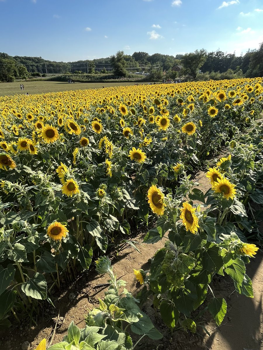 Feelin Froggy tweet media