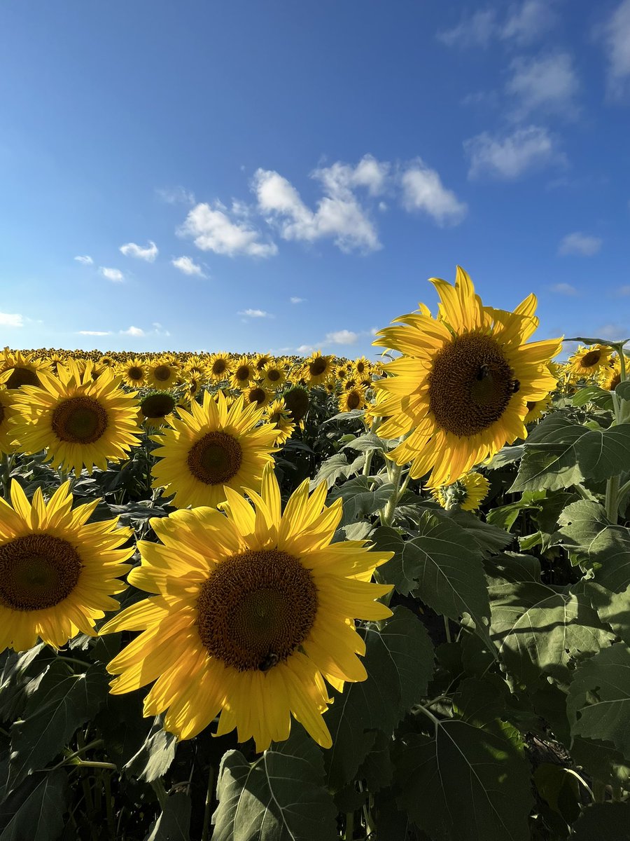 Feelin Froggy tweet media