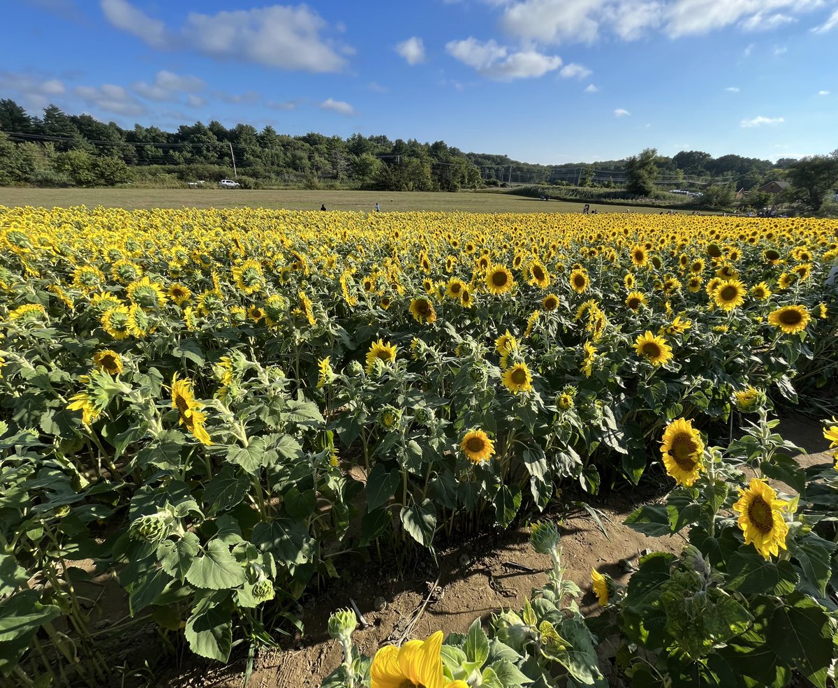 Feelin Froggy tweet media