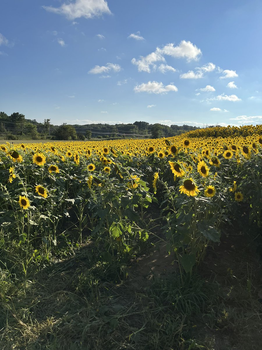 Feelin Froggy tweet media