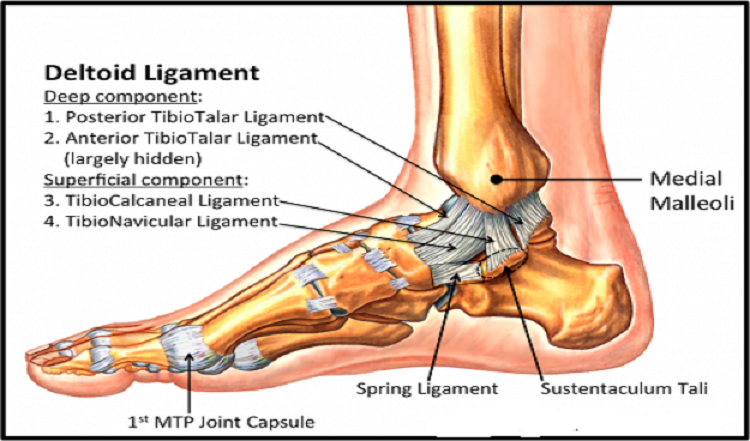 drdozellodc's tweet photo. Two Minutes of Anatomy: Medial Longitudinal Arch (MLA)
Dr Donald A Ozello DC of Championship Chiropractic
#vegas #chiropractor #chiropractic #sportsmedicine #anatomy #foot #footanatomy #footarches #footarch #longitudinalarch #mediallongitudinalarch https://t.co/LASAYEGskC https://t.co/95wDWzp7GQ