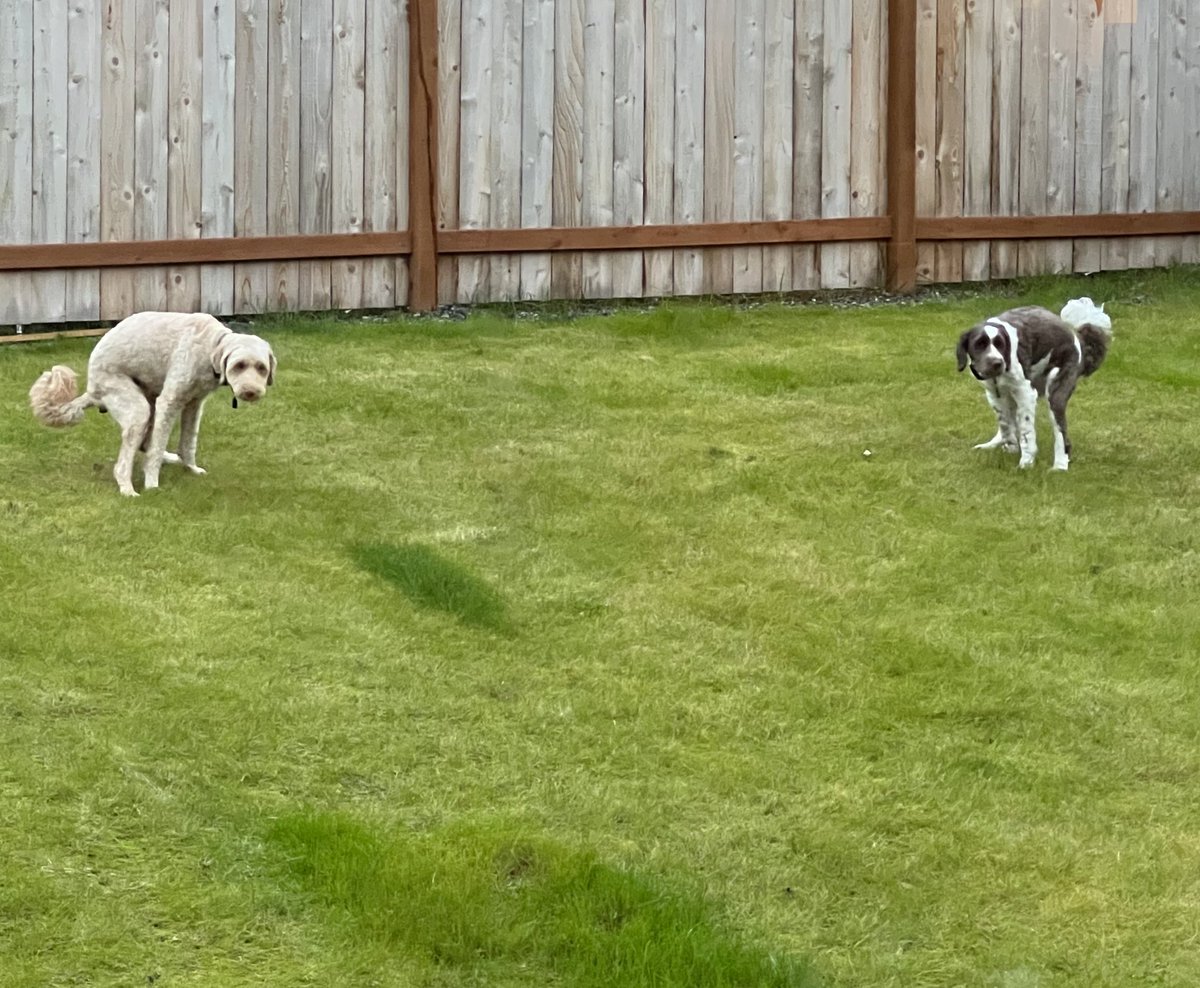 Earl of FrunkPuppy tweet media