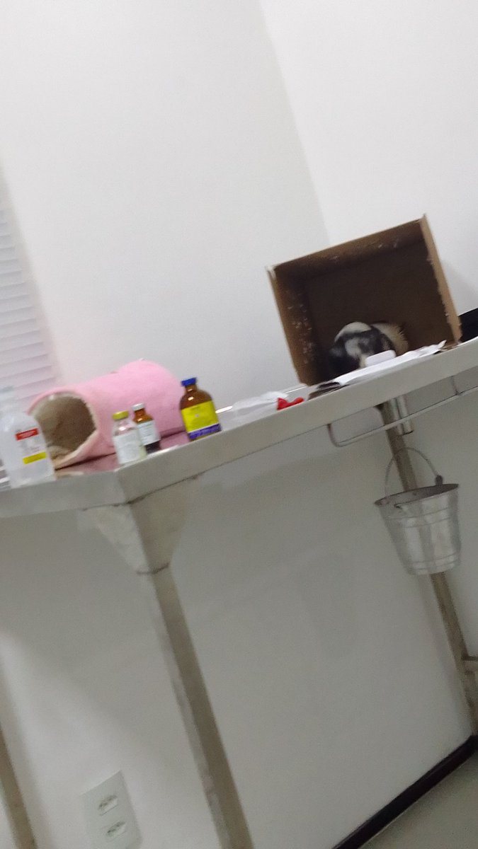 CooperBazinga1's tweet photo. @tracklist Esse é meu porquinho da india e ele está muito mal, só tem chance de sobreviver se tomar a medicação porém não tenho cm pagar já que só a consulta foi 295,00
Quem puder mandar qualquer valor esse é meu pix: 
(85) 9 8734-0607
E meu número pra contato
Pfvr me ajudem https://t.co/hZh7hUe1Gi