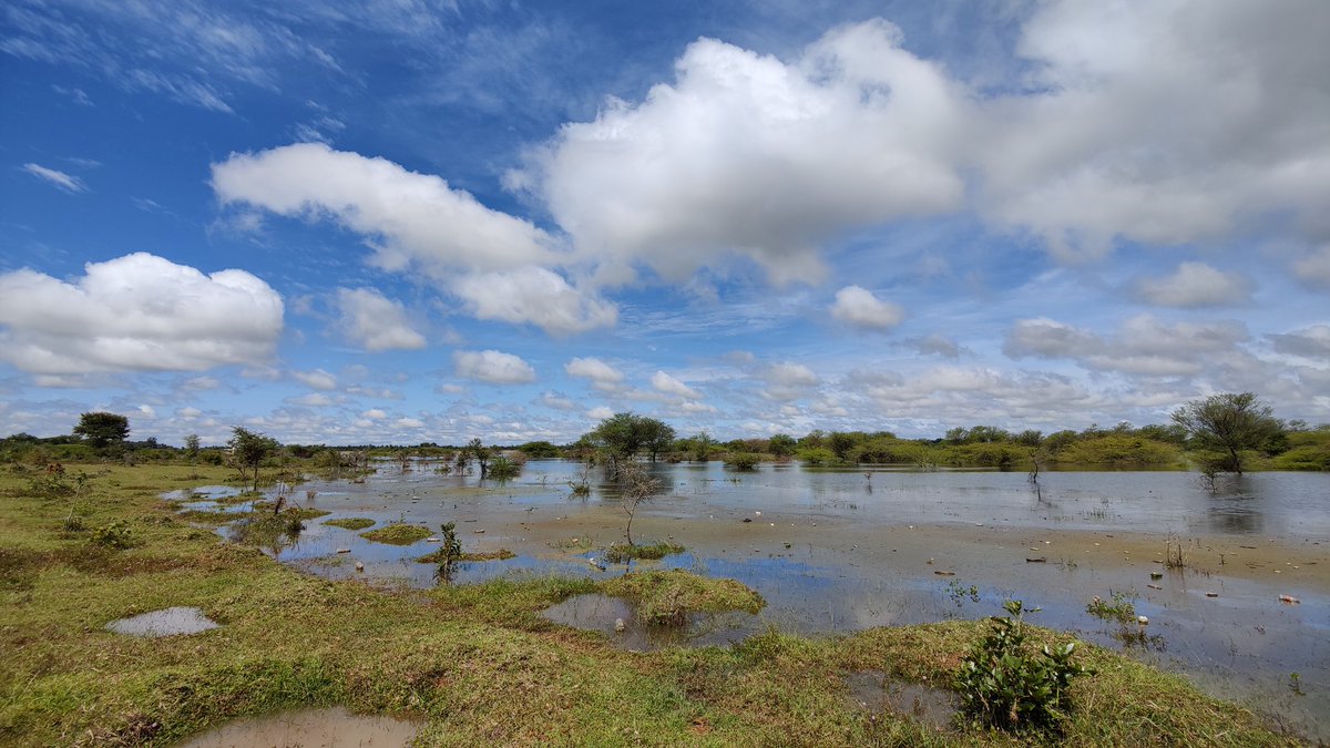 KSSeshadri's tweet photo. Hesaraghatta is an important source of #watersecurity to #nammabengaluru. Catchment brings in nearly 98 million litres of water per day. Average consumption is 150 L/day/person. 
#SaveHesaraghatta
@CMofKarnataka @UmeshVKatti2 @aranya_kfd
#SaveArkavathy
#arkavathy_uLisi https://t.co/JrPhaGplyu