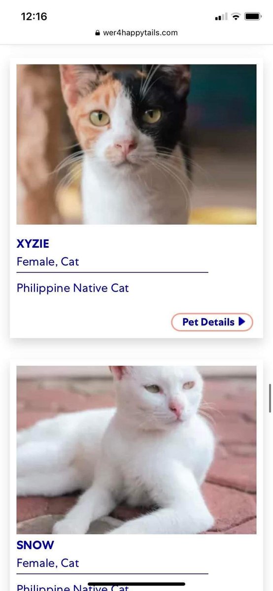 woncrossdiary's tweet photo. hi baka want niyo mag adopt ng cats or other pets 🥹 my cousin sent me this kasi we both love cats but unfortunately idk pa if pwede na ulit akong mag adopt ng pets :((  

sharing this here kasi baka gusto niyo ! help rt na rin >__< https://t.co/gMwJjA0Hp5
