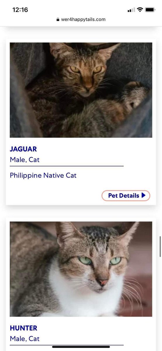 woncrossdiary's tweet photo. hi baka want niyo mag adopt ng cats or other pets 🥹 my cousin sent me this kasi we both love cats but unfortunately idk pa if pwede na ulit akong mag adopt ng pets :((  

sharing this here kasi baka gusto niyo ! help rt na rin >__< https://t.co/gMwJjA0Hp5