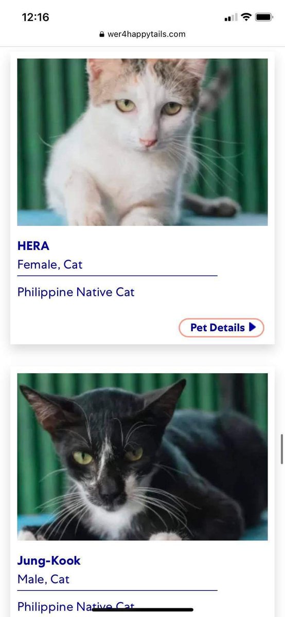 woncrossdiary's tweet photo. hi baka want niyo mag adopt ng cats or other pets 🥹 my cousin sent me this kasi we both love cats but unfortunately idk pa if pwede na ulit akong mag adopt ng pets :((  

sharing this here kasi baka gusto niyo ! help rt na rin >__< https://t.co/gMwJjA0Hp5