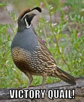 VictoryQuail's tweet photo. The #VictoryQuail brings 3 points to  the #RepublicFC in #SACvOAK! https://t.co/vkWygEbvm7