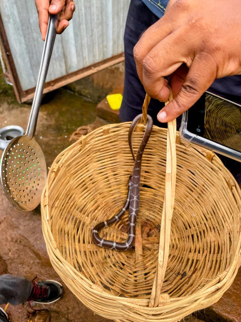 The "H" bit of the biodiversity weekend at the farm checked! A teeny (and harmless) wolf snake came in to help with the kitchen work and was gently eased back into its natural habitat :)