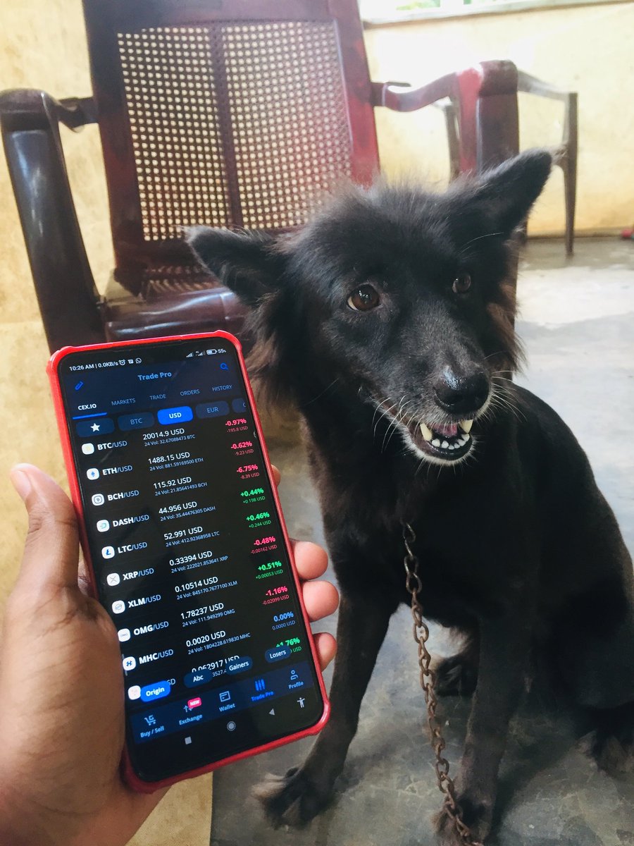 CshiranH's tweet photo. #DOGSTRADEONCEXIO

🐕 https://t.co/AvrAi1otTy