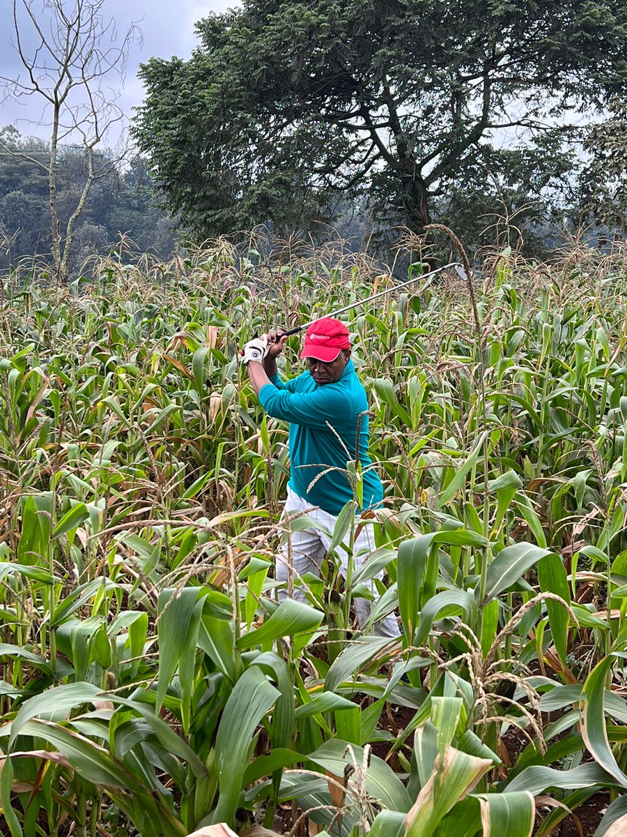 CharlesGacheru's tweet photo. Never have I ever played from a maize 🌽 plantation #Migaa. Missed Par but pocketed a green maize cob as consolation. https://t.co/FRy3JeDmkc