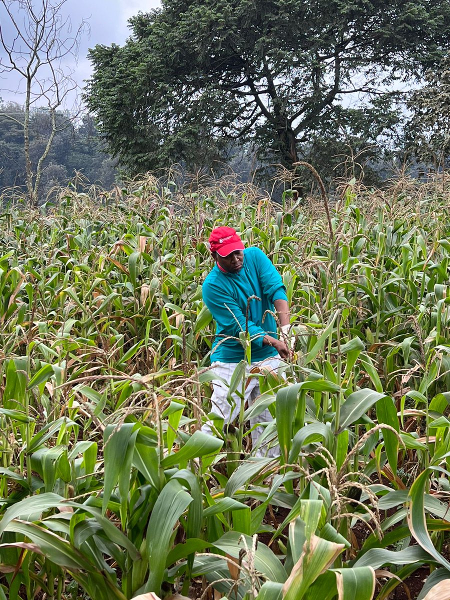 CharlesGacheru's tweet photo. Never have I ever played from a maize 🌽 plantation #Migaa. Missed Par but pocketed a green maize cob as consolation. https://t.co/FRy3JeDmkc
