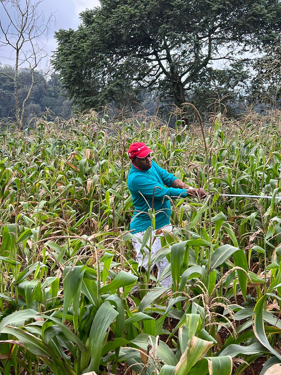 CharlesGacheru's tweet photo. Never have I ever played from a maize 🌽 plantation #Migaa. Missed Par but pocketed a green maize cob as consolation. https://t.co/FRy3JeDmkc