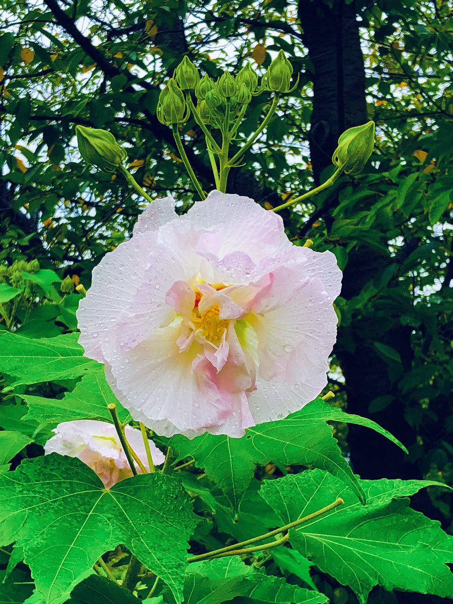 tcdYuKz3cOlX6y9's tweet photo. 雨降りの日曜日☔️
砂押川の薄紅の芙蓉の花
雨の滴に濡れていました
#takashikatoh
#actor
#tagheuer
#miffy
#鎌倉
#鎌倉をブラリ散策
#大船
#カクテル大船
#砂押川プロムナード
#芙蓉
#雨の滴
#riverside
#promenade
#mutabilis
#raindrops https://t.co/bi2WNkSYc8
