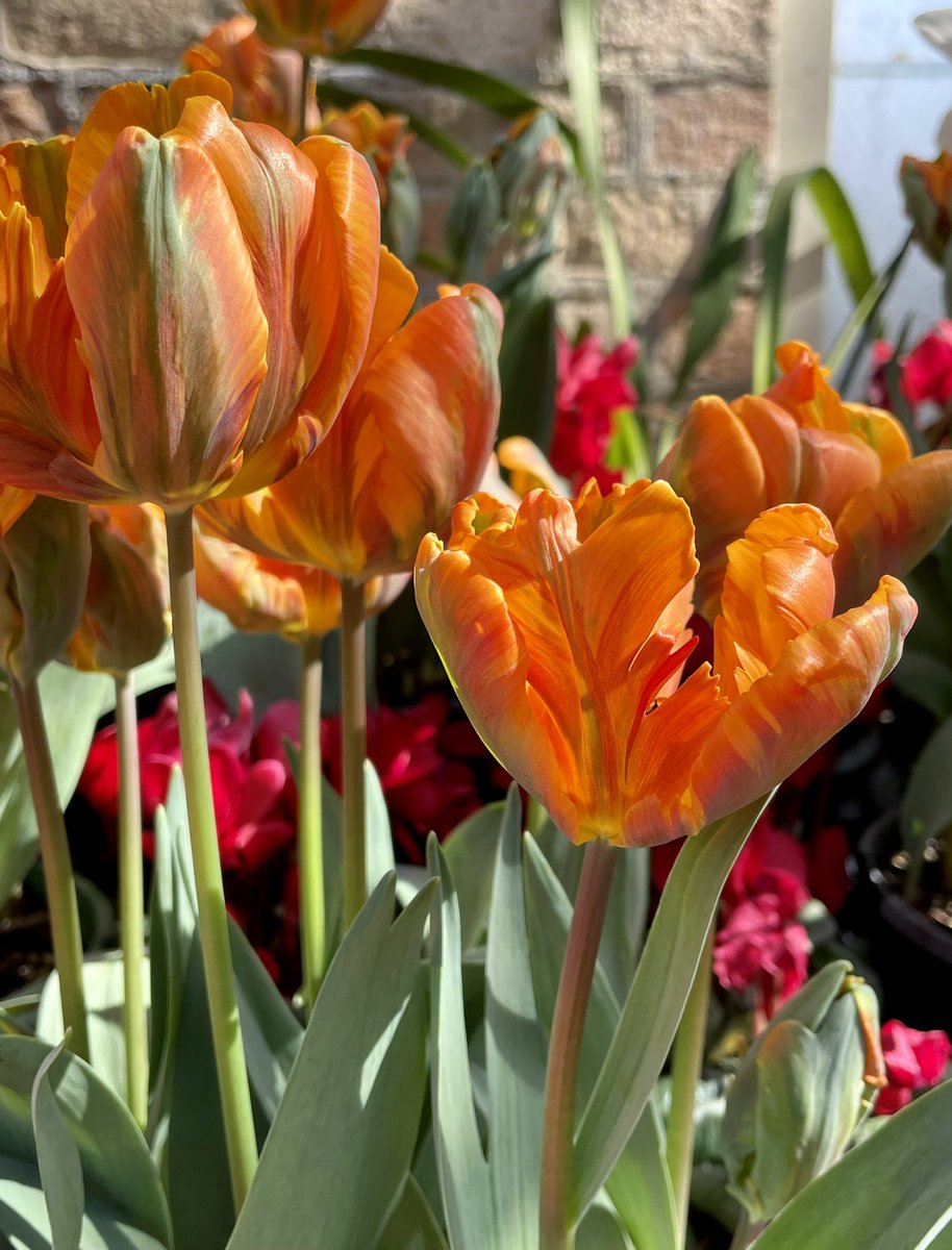 NatashaBarret18's tweet photo. Riot of colour inside the Wintergardens at Auckland Domain 🎨
#blooms #Auckland #AucklandDomain #Domain #urbanwalks #glasshouses #tulips #chard #Freesia #ornamentalvegetables https://t.co/jikKtTm1Ck