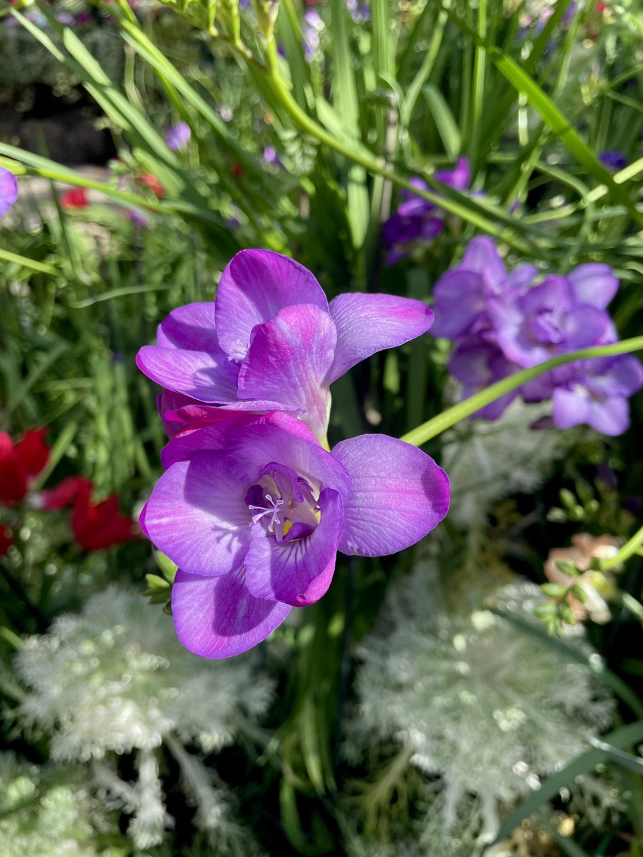 NatashaBarret18's tweet photo. Riot of colour inside the Wintergardens at Auckland Domain 🎨
#blooms #Auckland #AucklandDomain #Domain #urbanwalks #glasshouses #tulips #chard #Freesia #ornamentalvegetables https://t.co/jikKtTm1Ck