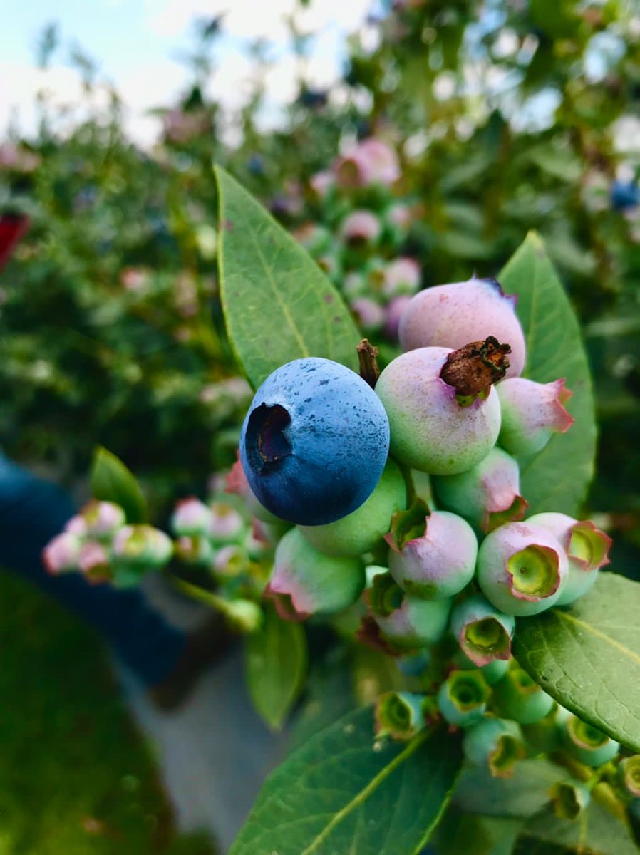 Amazing experiences attending the Blueberry field day at Ivanhoe Farm.

Did you know these farmers produce high grade blueberries that exported to the 🇬🇧? The Zim-Uk trade has been nurturing this growing export market. #blueberries #farming #trade
