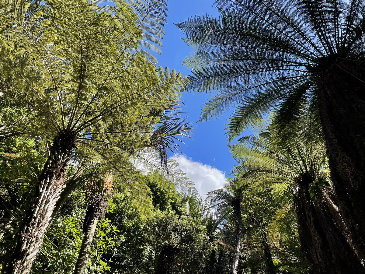 NatashaBarret18's tweet photo. Cool tranquility in the Fernery at Auckland Domain 🌴
#fernery #Auckland #AucklandDomain #Domain #urbanwalks #ferns #statues https://t.co/j4lP0eKYRD