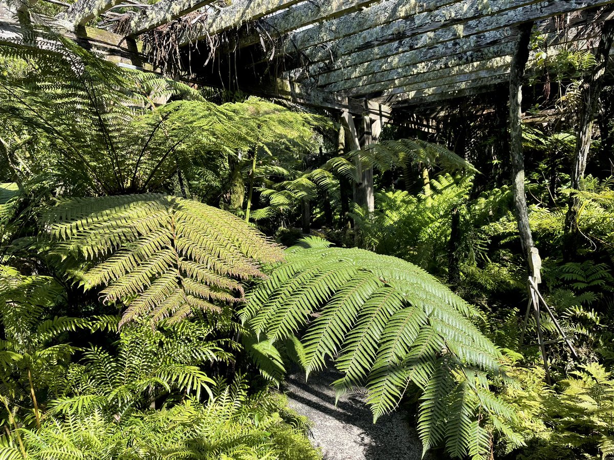 NatashaBarret18's tweet photo. Cool tranquility in the Fernery at Auckland Domain 🌴
#fernery #Auckland #AucklandDomain #Domain #urbanwalks #ferns #statues https://t.co/j4lP0eKYRD