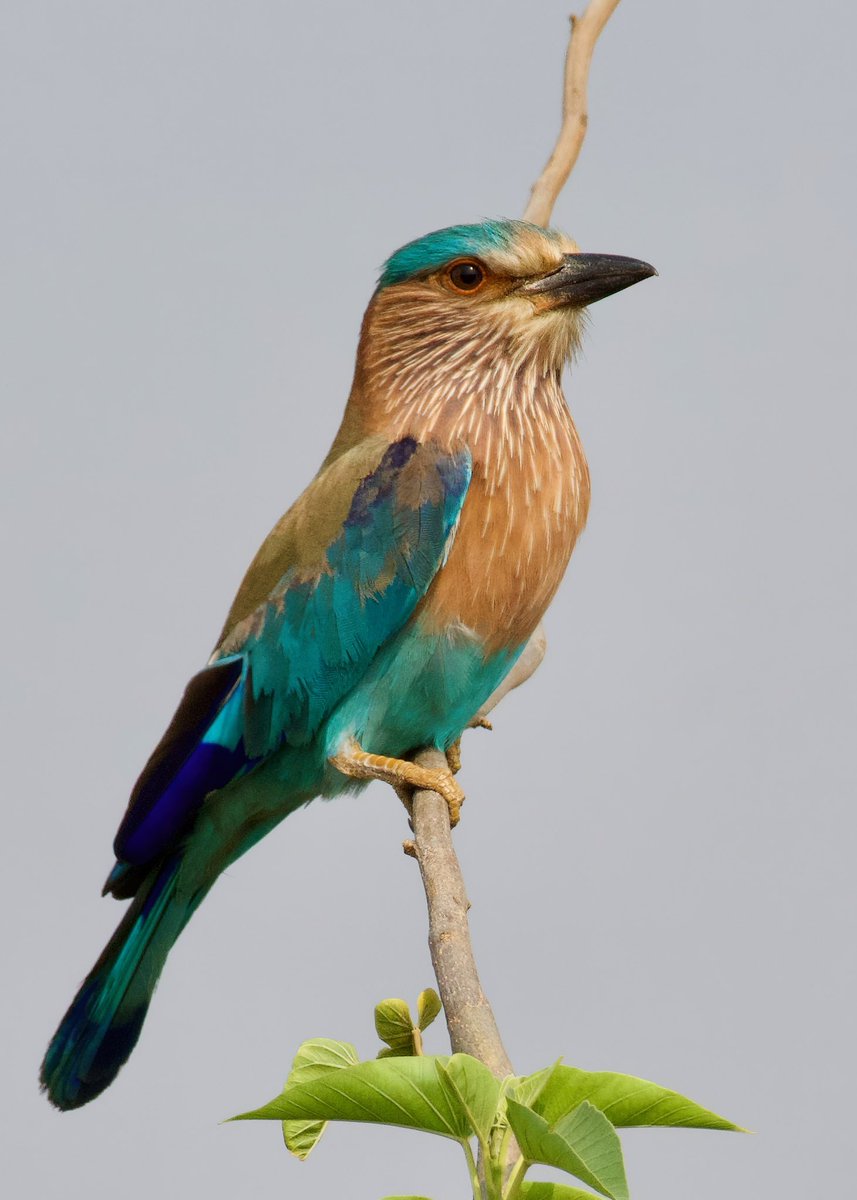 rsriram9's tweet photo. #IndianRoller #StatebirdofKarnataka
#BirdsofHesaraghatta #BirdsofKarnataka #SaveHesaraghatta  #HesaraghattaLake https://t.co/6kHVDFCi4L