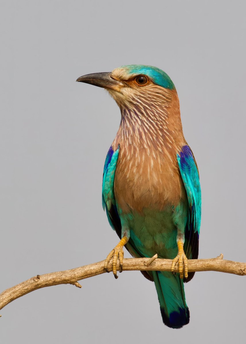 rsriram9's tweet photo. #IndianRoller #StatebirdofKarnataka
#BirdsofHesaraghatta #BirdsofKarnataka #SaveHesaraghatta  #HesaraghattaLake https://t.co/6kHVDFCi4L