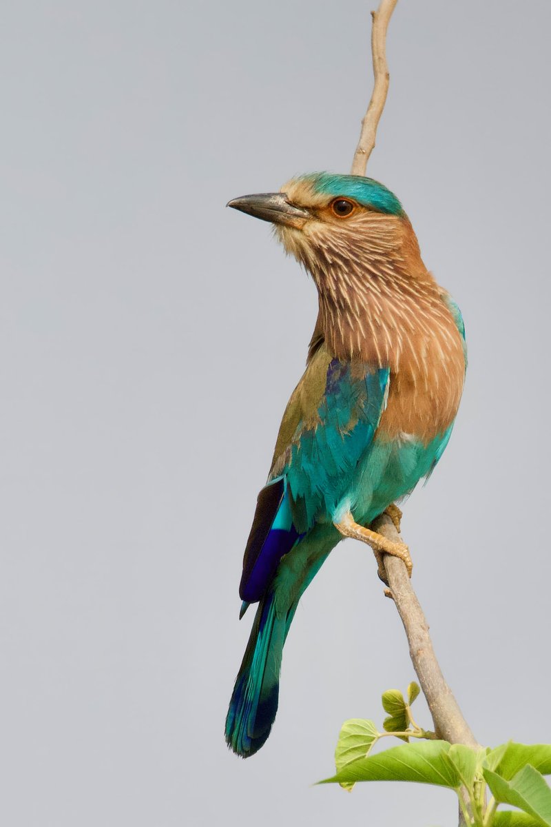 rsriram9's tweet photo. #IndianRoller #StatebirdofKarnataka
#BirdsofHesaraghatta #BirdsofKarnataka #SaveHesaraghatta  #HesaraghattaLake https://t.co/6kHVDFCi4L