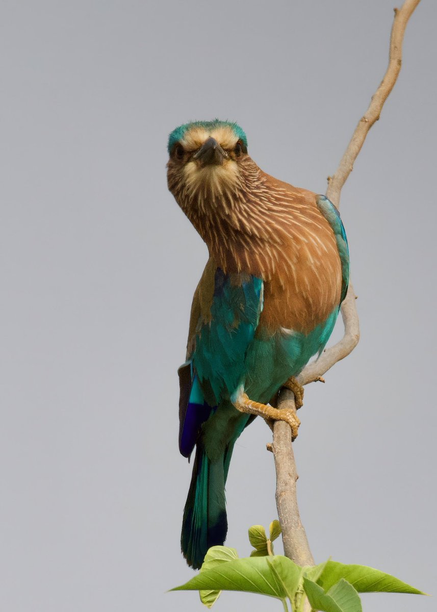 rsriram9's tweet photo. #IndianRoller #StatebirdofKarnataka
#BirdsofHesaraghatta #BirdsofKarnataka #SaveHesaraghatta  #HesaraghattaLake https://t.co/6kHVDFCi4L