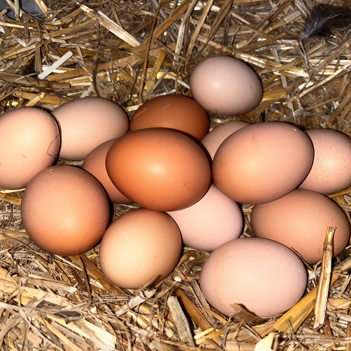 AustralESports's tweet photo. 🥚Daily #Chicken egg🐣 collection

Did you know?
• Some research suggests that chickens are just as clever as human toddlers!

#workingfromhomelife #AESGHQ #BehindTheScenesAtAESG #farmlife #funfacts https://t.co/1jhrXWhWF6