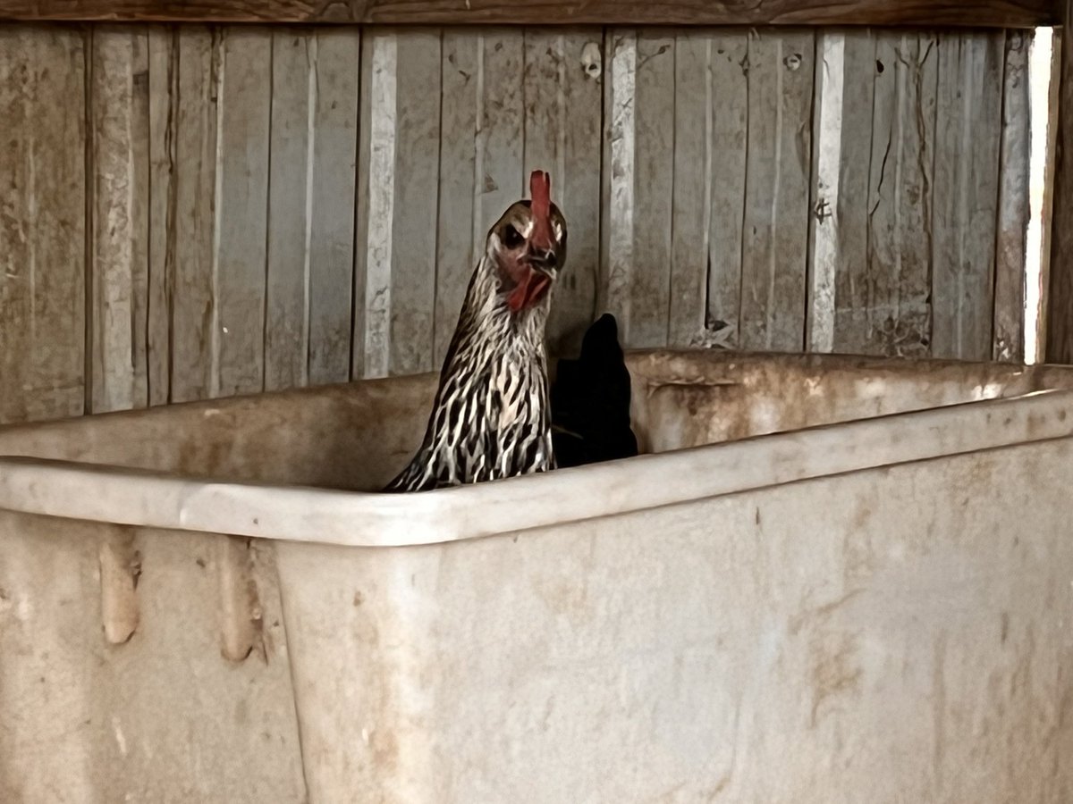 AustralESports's tweet photo. 🥚Daily #Chicken egg🐣 collection

Did you know?
• Some research suggests that chickens are just as clever as human toddlers!

#workingfromhomelife #AESGHQ #BehindTheScenesAtAESG #farmlife #funfacts https://t.co/1jhrXWhWF6