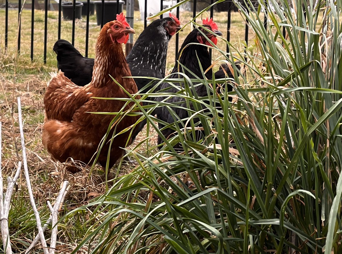 AustralESports's tweet photo. 🥚Daily #Chicken egg🐣 collection

Did you know?
• Some research suggests that chickens are just as clever as human toddlers!

#workingfromhomelife #AESGHQ #BehindTheScenesAtAESG #farmlife #funfacts https://t.co/1jhrXWhWF6