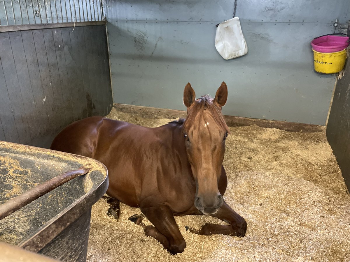 Dubai Racing Club tweet media