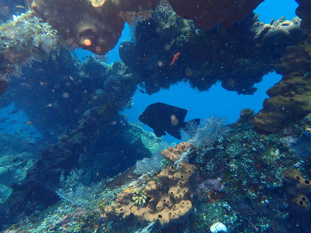 enadive's tweet photo. Come and dive with us https://t.co/HnQv5WaDgS #scuba #scubadiving #divingtrip #balidiving #snorkeling #snorkelingtrip #deepdive #wreckdive #nightdive https://t.co/FiWmzvzfom