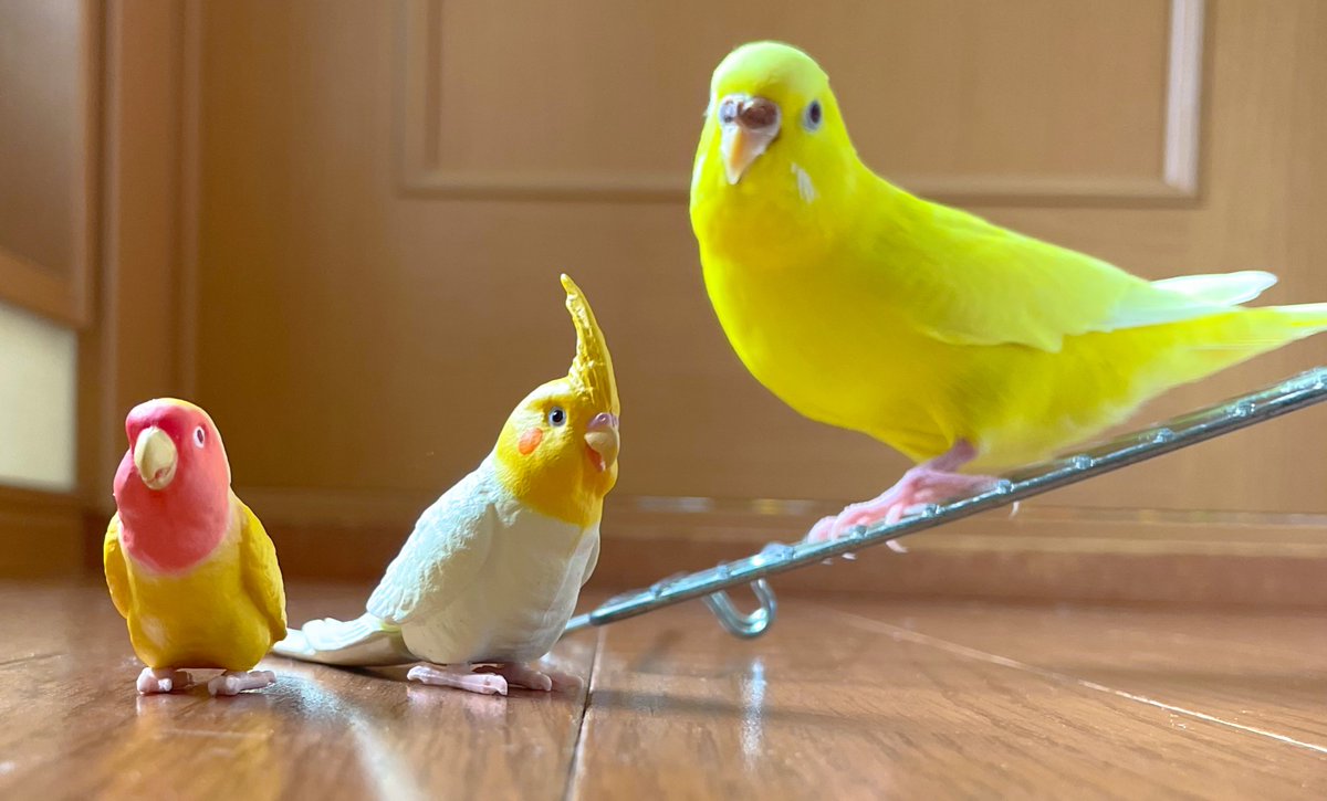 鳥の正面顔シリーズ 桜文鳥 イラスト 鳥好き 文鳥 By ひよこ Edayfm 鳥の正面顔シリーズ 桜文鳥 イラスト 鳥好き 文鳥 By ひよこ Edayfm