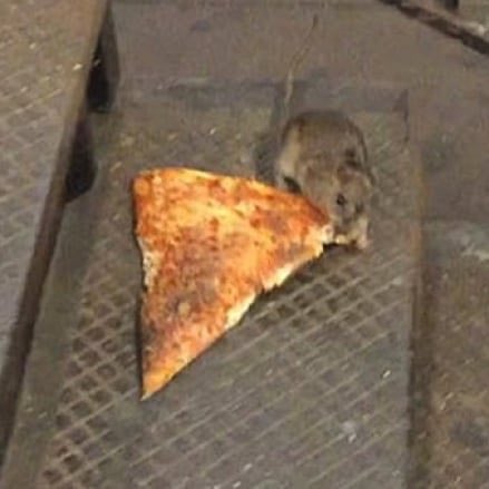 LegalizeRats's tweet photo. shoutout to pizza rat

hope you doing well ♥️ https://t.co/Ks9e4CKa8Y