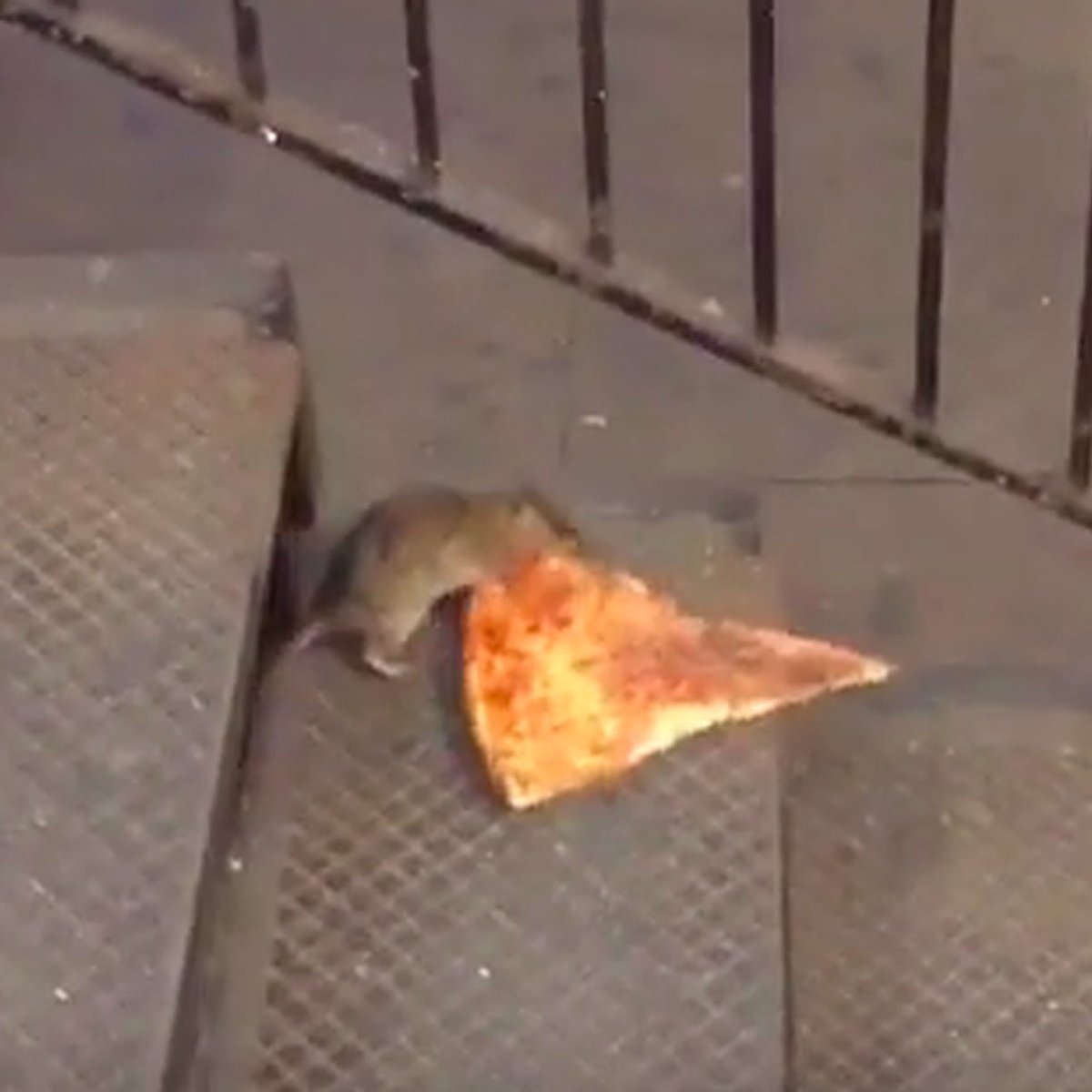 LegalizeRats's tweet photo. shoutout to pizza rat

hope you doing well ♥️ https://t.co/Ks9e4CKa8Y