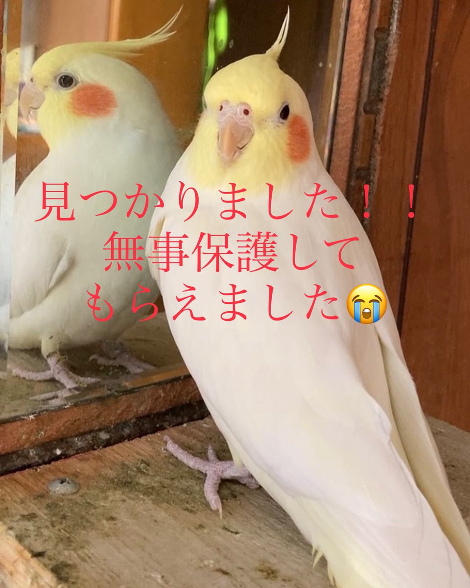 nikuda81's tweet photo. 見つかりました！！ https://t.co/y8miKq1fRP