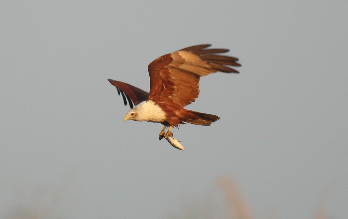 maheshbhat's tweet photo. A brahminy kite flies away with fish. Help #SaveHesaraghatta for biodiversity. PC: @bharath76652 
#SaveHesaraghatta @CMofKarnataka @UmeshVKatti2 @aranya_kfd #hesaraghaTTa_uLisi  #LastBengaluruGrassland #SavePrideOfBengaluru  #SaveArkavathy #WeWantGHCR #arkavathy_uLisi https://t.co/71WXpGhyuA