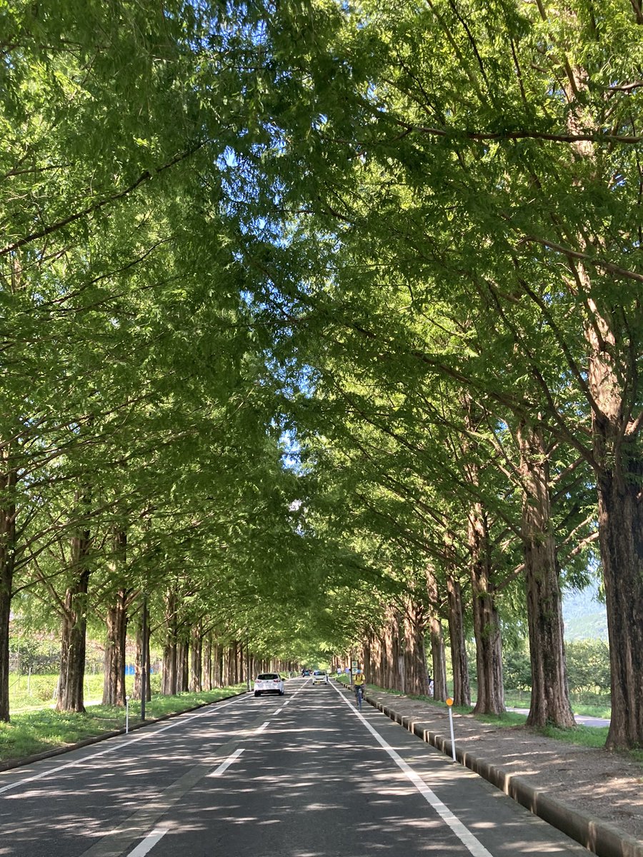 メタセコイア並木 のtwitterリアルタイム検索結果 Meyou ミーユー