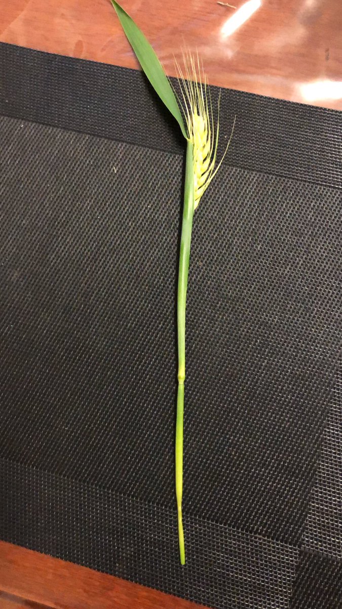 Sam Guest tweet media