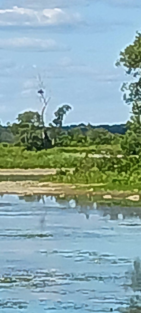 dawnellenday's tweet photo. #Eagle nest on the golf course https://t.co/50Gp8TV6Ef