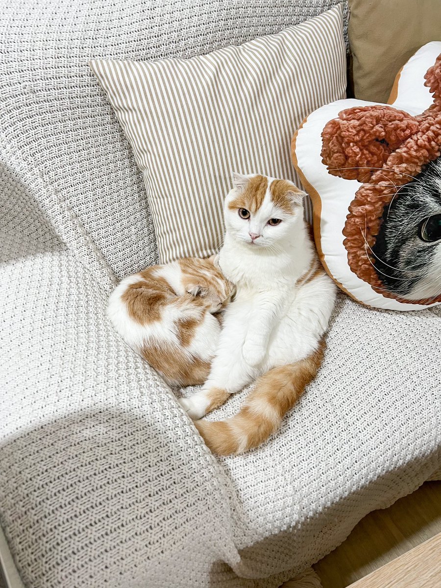 _DNVP2_'s tweet photo. มะม่วงนี่มันละมุนจริงๆ ใครได้เปงพ่อ เปงผัว คือโชคดีแท้ ผช.ในฝัน แฟมิลี่แมน https://t.co/dDBG0AUR5N