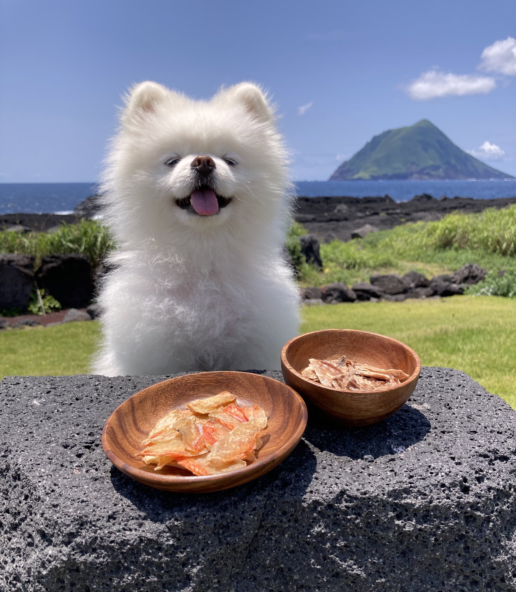 タレ目の犬 ポメラニアン Pomeranian15 Twitter