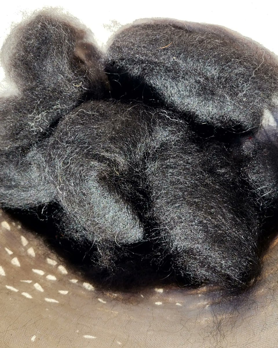 NicholsJuniper's tweet photo. From fleece to cardi... Well some of it.
Spun some more yesterday to finish a cropped cardigan of Alpaca and Merino
#fromfleecetoyarn #yarnspinning #yarnspinnersofinstagram #woolspinning #woolspinnersofinstagram #knitting #wool #yarn #alpaca #spinningwheel #ashfordspinningwheel https://t.co/Z3dFMtXLRM