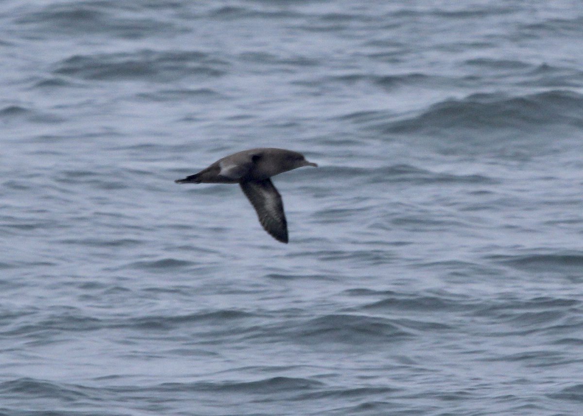ryryry4's tweet photo. Out in Monterrey Bay with @MBayWhaleWatch, cooperative  Humpbacks, Sooty Shearwater and Red (/ Grey) Phalarope https://t.co/voq09B4Rqc