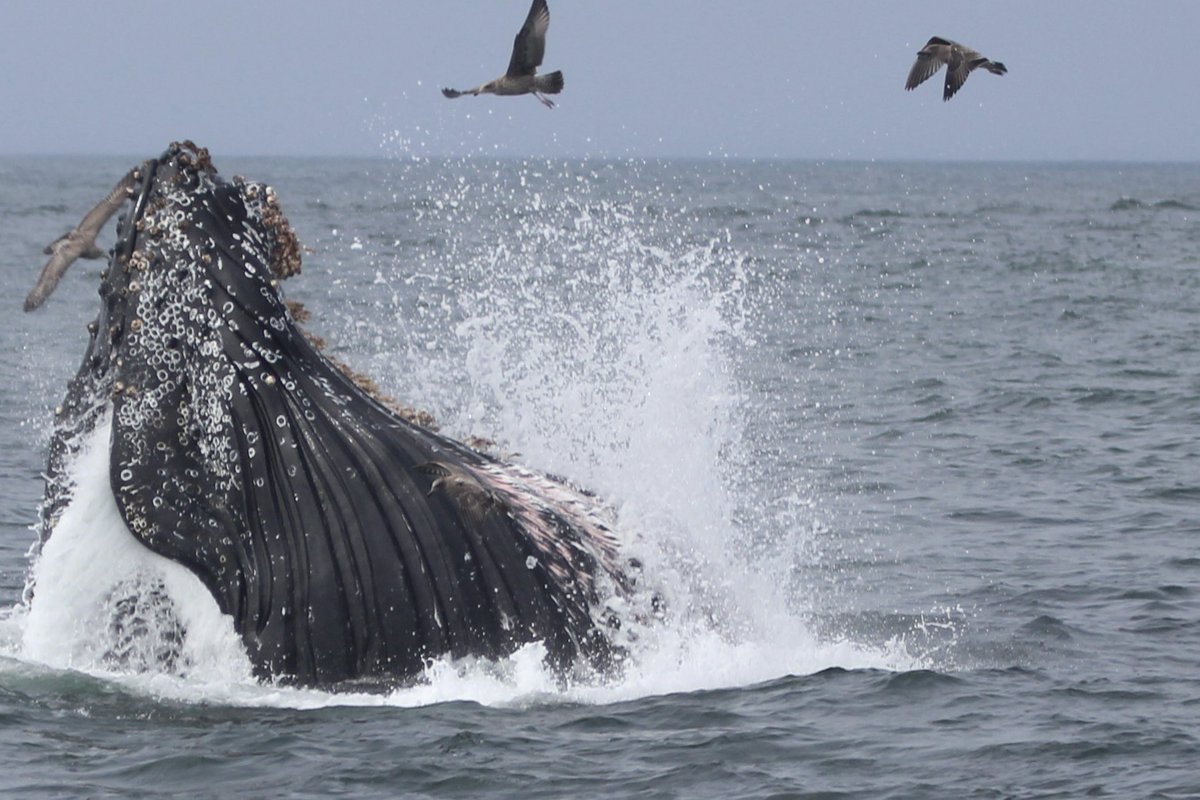 ryryry4's tweet photo. Out in Monterrey Bay with @MBayWhaleWatch, cooperative  Humpbacks, Sooty Shearwater and Red (/ Grey) Phalarope https://t.co/voq09B4Rqc